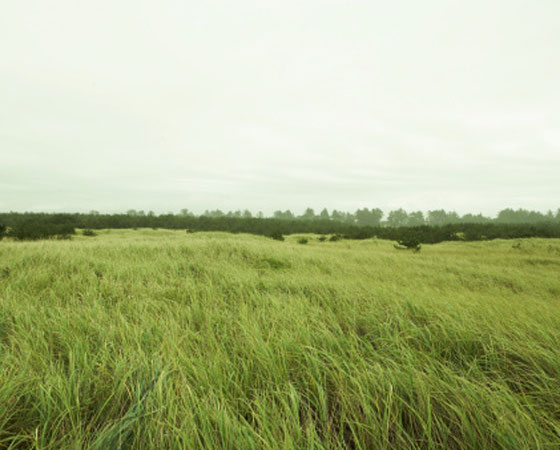 <strong>Estepe (Campos, Pampas, Pradaria) - </strong>Típica de áreas de clima temperado continental, a estepe é uma formação vegetal pobre, sem árvores, constituída basicamente de gramíneas, que se estende em regiões planas. Dependendo da área onde se localiza, recebe um nome diferente: campos, no Brasil; pampas, na Argentina; pradaria, nos Estados Unidos e Canadá e estepes, na Rússia. Essa flora também é encontrada na África e em trechos da Austrália. <strong>Estepe (Campos, Pampas, Pradaria) - </strong>Típica de áreas de clima temperado continental, a estepe é uma formação vegetal pobre, sem árvores, constituída basicamente de gramíneas, que se estende em regiões planas. Dependendo da área onde se localiza, recebe um nome diferente: campos, no Brasil; pampas, na Argentina; pradaria, nos Estados Unidos e Canadá e estepes, na Rússia. Essa flora também é encontrada na África e em trechos da Austrália.