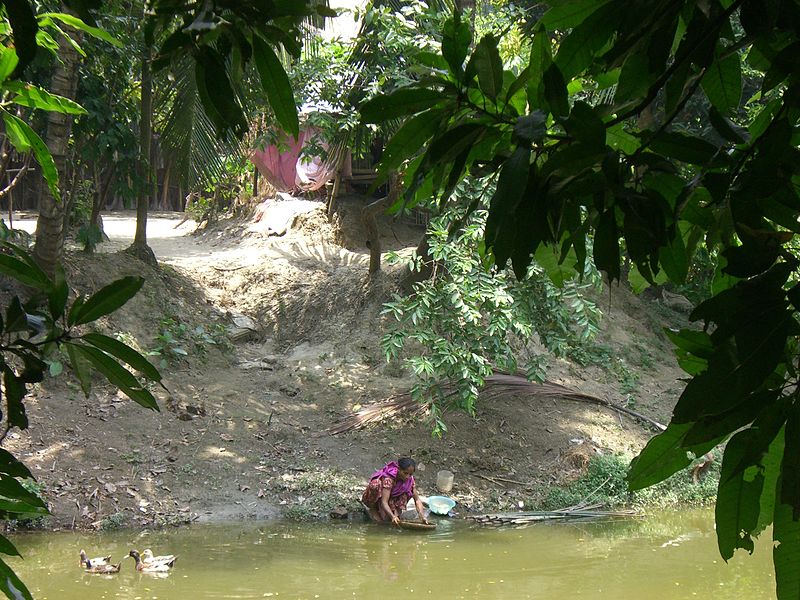 Rios e lagos também podem ficar sem oxigênio por conta do excesso de algas, deixando o ambiente  impróprio para peixes.