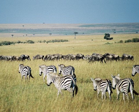 Quem pensa que só de Saara vive a África está enganado. A vegetação do continente é variada. Há florestas equatoriais no Congo, onde predomina clima quente e úmido. A África também inclui savanas (foto), estepes, desertos e vegetação mediterrânea, mar que banha o norte do continente. (Foto: Wikimedia Commons)