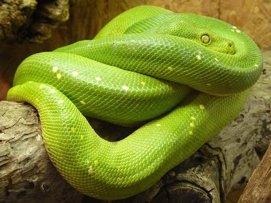 Dessa forma, o corpo não cria a memória para produzir os anticorpos mais tarde, mas pode combater os agentes infecciosos naquela infecção. (Foto: Creative Commons) Dessa forma, o corpo não cria a memória para produzir os anticorpos mais tarde, mas pode combater os agentes infecciosos naquela infecção. (Foto: Creative Commons)