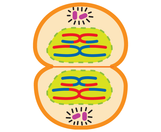 Guia do Estudante - Biologia - 2013 Guia do Estudante - Biologia - 2013