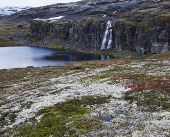 <strong>Tundra -</strong> É encontrada em uma das regiões mais frias do planeta, a do clima subpolar. A vegetação é típica das altas latitudes (paralela ao Círculo Polar Ártico, pelo extremo norte do Canadá e do Alasca, até chegar ao norte da Rússia). É formada por musgos e algumas espécies herbáceas que aparecem no solo somente nos poucos meses de degelo, quando o verão eleva a temperatura para 4ºC, em média. No resto do ano, o solo fica coberto de neve. (foto: Getty Images) <strong>Tundra -</strong> É encontrada em uma das regiões mais frias do planeta, a do clima subpolar. A vegetação é típica das altas latitudes (paralela ao Círculo Polar Ártico, pelo extremo norte do Canadá e do Alasca, até chegar ao norte da Rússia). É formada por musgos e algumas espécies herbáceas que aparecem no solo somente nos poucos meses de degelo, quando o verão eleva a temperatura para 4ºC, em média. No resto do ano, o solo fica coberto de neve. (foto: Getty Images)