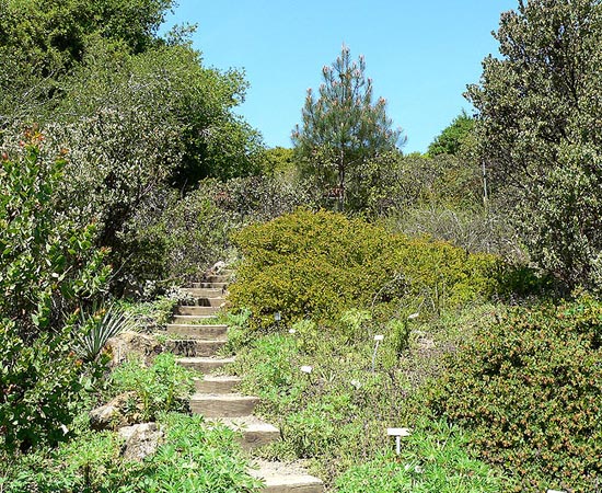 VEGETAÇÃO MEDITERRÂNEA - Estude as características deste tipo de vegetação. VEGETAÇÃO MEDITERRÂNEA - Estude as características deste tipo de vegetação.