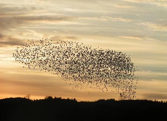 Biologia nada mais &eacute; do que o estudo da vida. O interesse do homem pelos seres vivos &eacute; antigo, tem mil&ecirc;nios. No entanto, a Biologia enquanto ci&ecirc;ncia s&oacute; se consolidou no s&eacute;culo 18. (Foto: Creative Commons)
