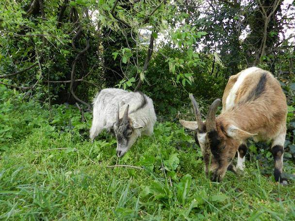 cabras