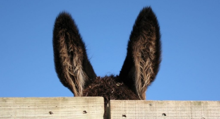 orelhas-de-burro