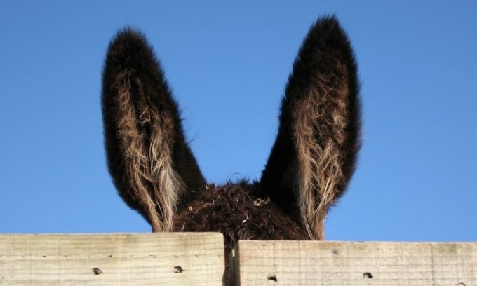 orelhas-de-burro