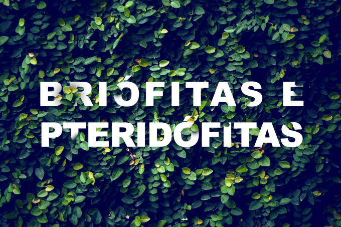 Briófitas e pteridófitas