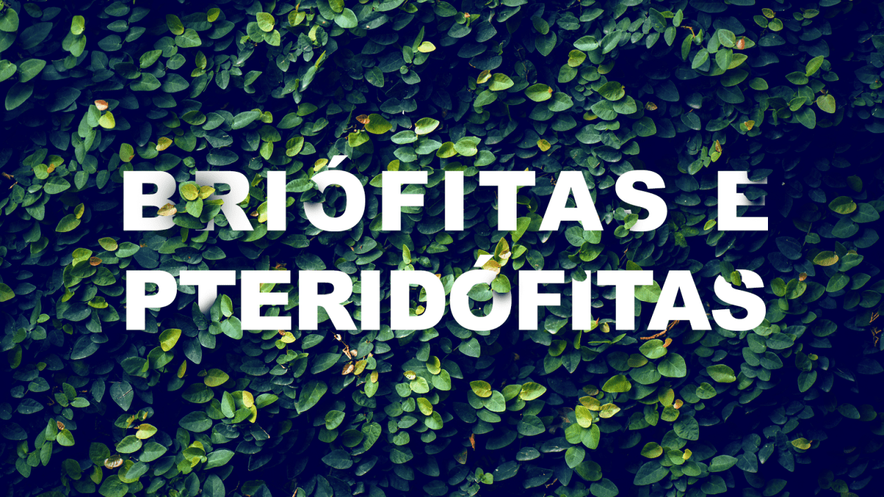 Briófitas e pteridófitas
