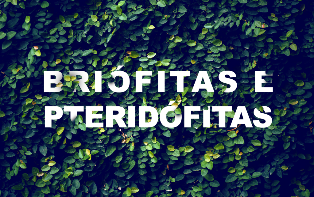 Simulado de Biologia – Briófitas e Pteridófitas