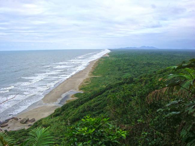 Restinga. Praia da Jureia