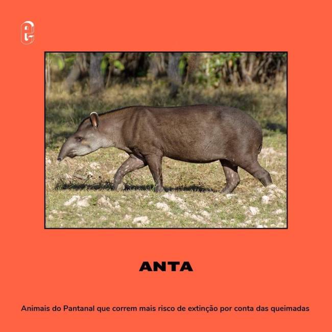 Animais em risco de extinção