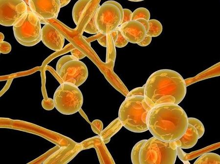 Candida auris Candida auris
