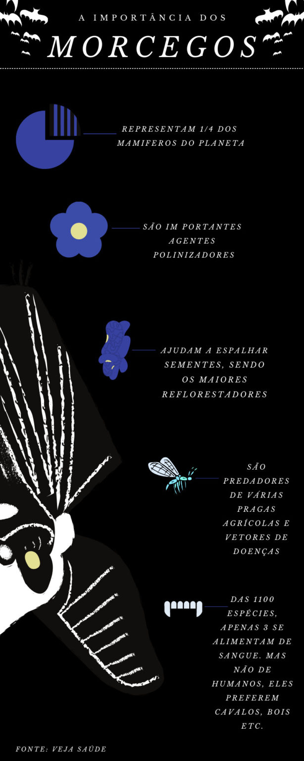 grafico-morcegos-esquinas Infográfico sobre a importância dos morcegos