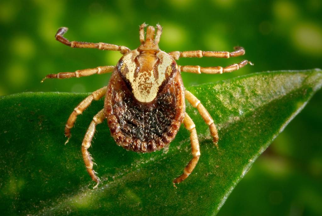 O que é febre maculosa, doença que já apareceu nos vestibulares