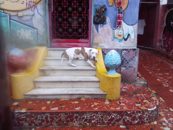 censo-1 Cachorro deitado na escadaria de uma casa.