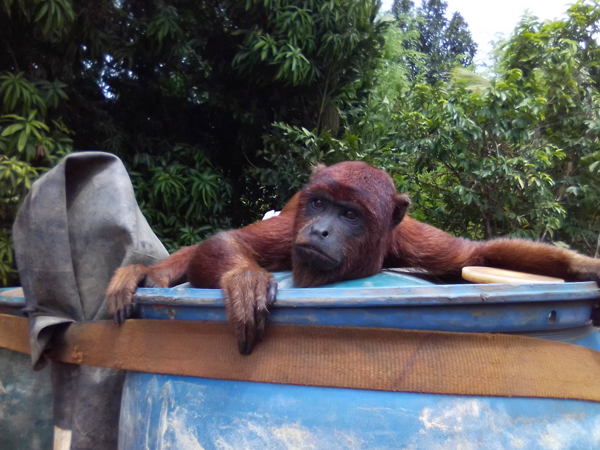 Fotografia de um macaco em um barco