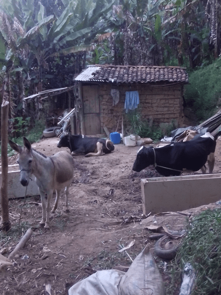 censo-3 Burro e vacas no quintal de um casebre na área rural