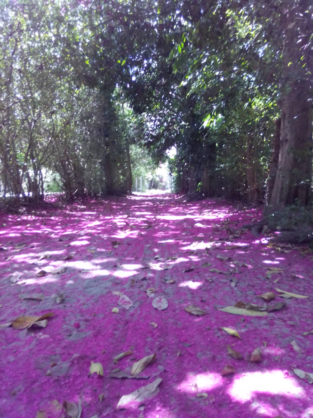 censo-7 Estrada cor de rosa coberta por flores