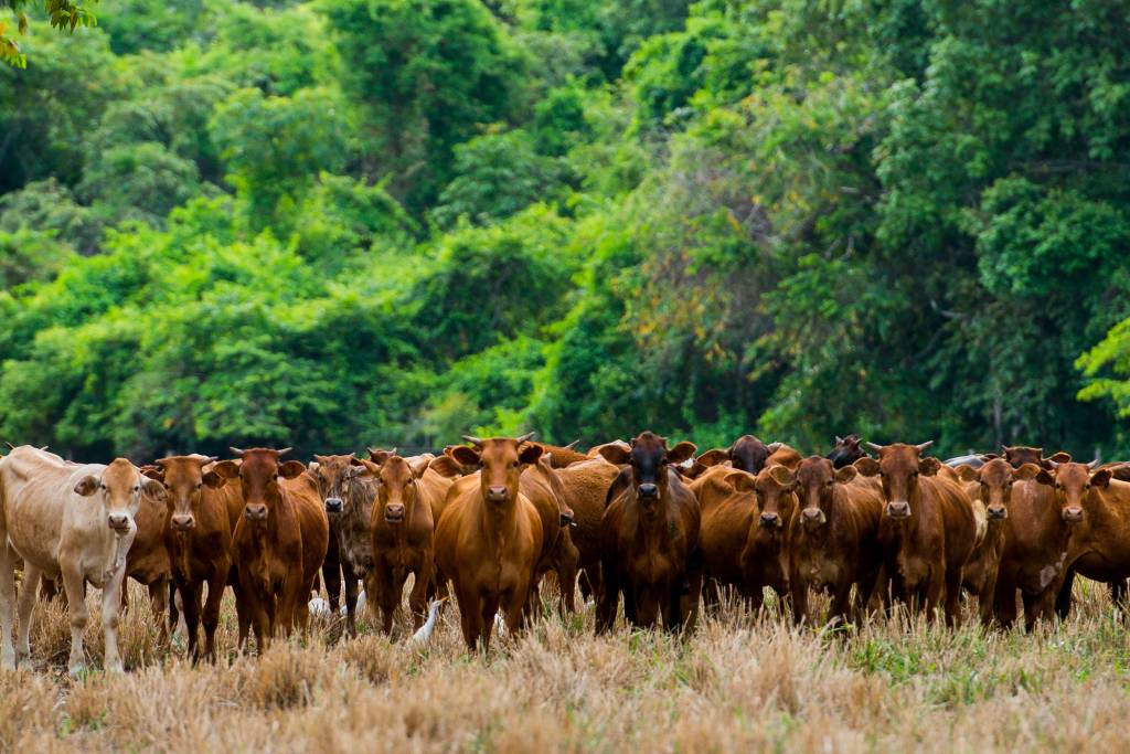 Amazônia: como conciliar preservação com desenvolvimento?