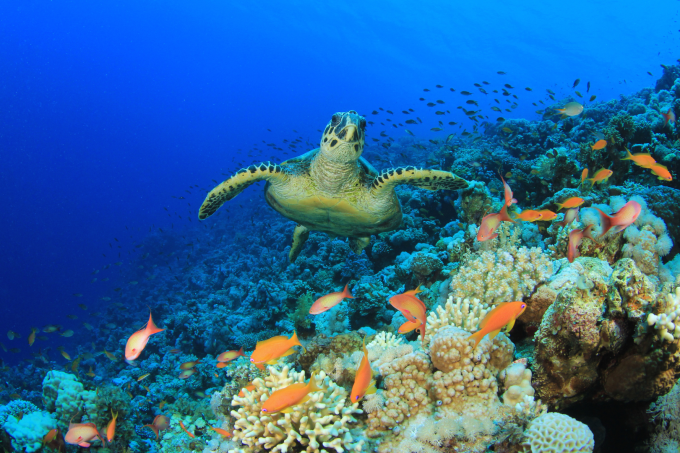 ecologia-relacoes-ecologicas
