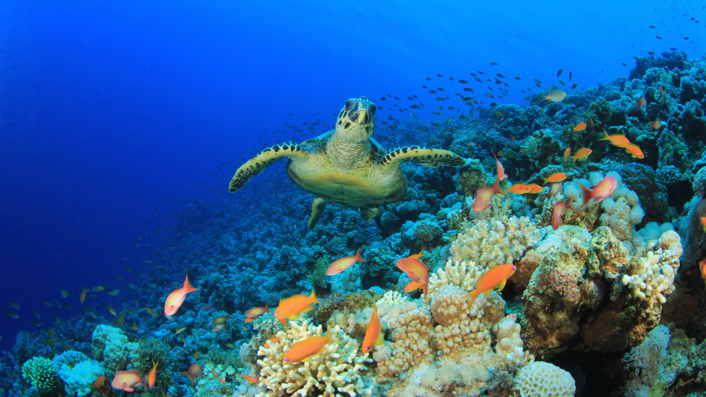 Ecologia no Enem: tudo o que você precisa saber sobre relações ecológicas