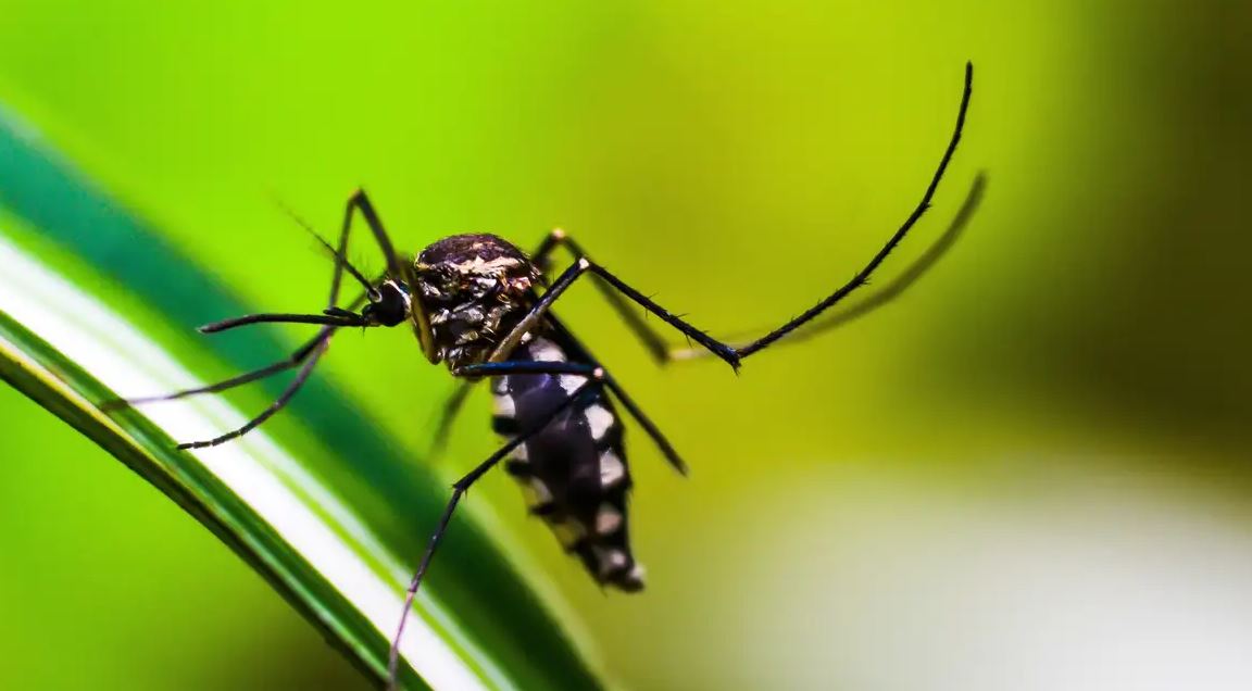 mosquito aedes