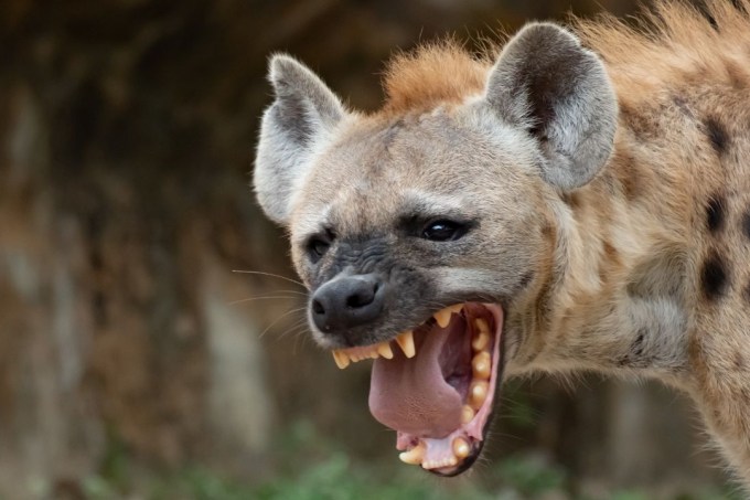 iena ou hiena