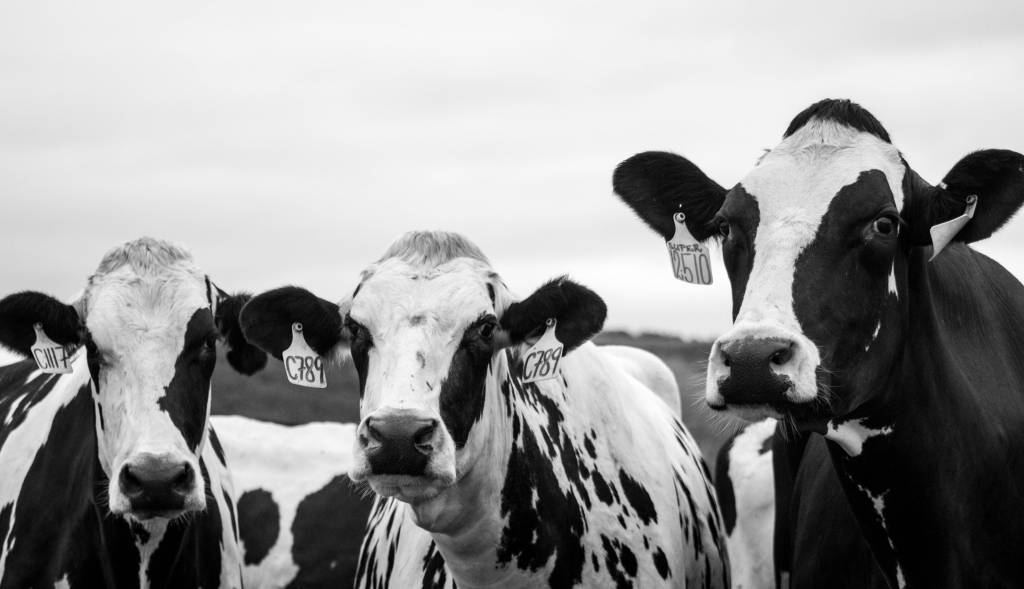 Entenda como a agropecuária afeta o meio ambiente