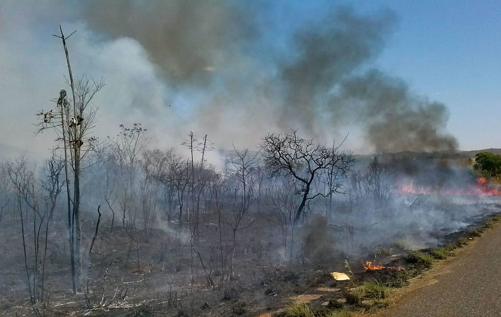 Como o desmatamento no Cerrado ultrapassou o da Amazônia