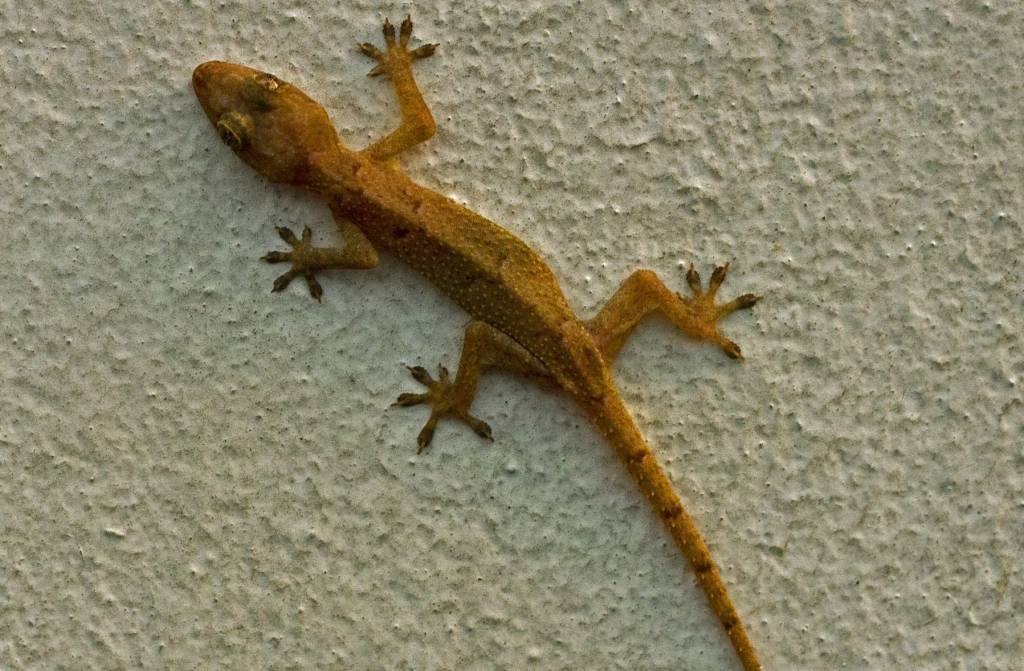 “Lagartixa” ou “largatixa”: qual é o certo?