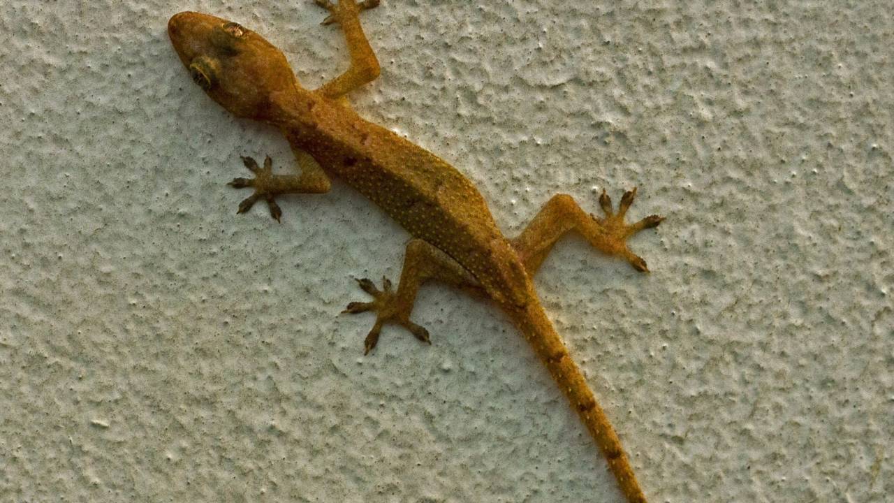 Lagartixa laranja em parede