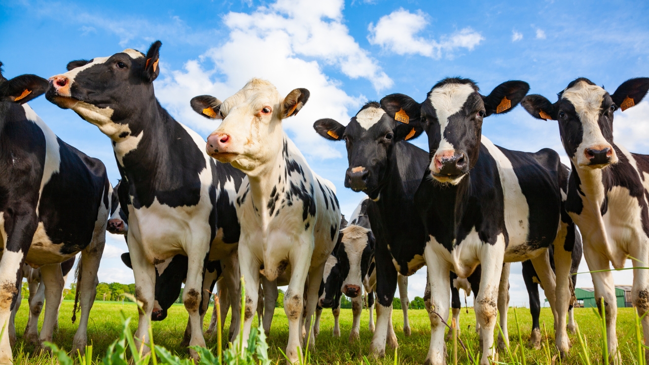vacas