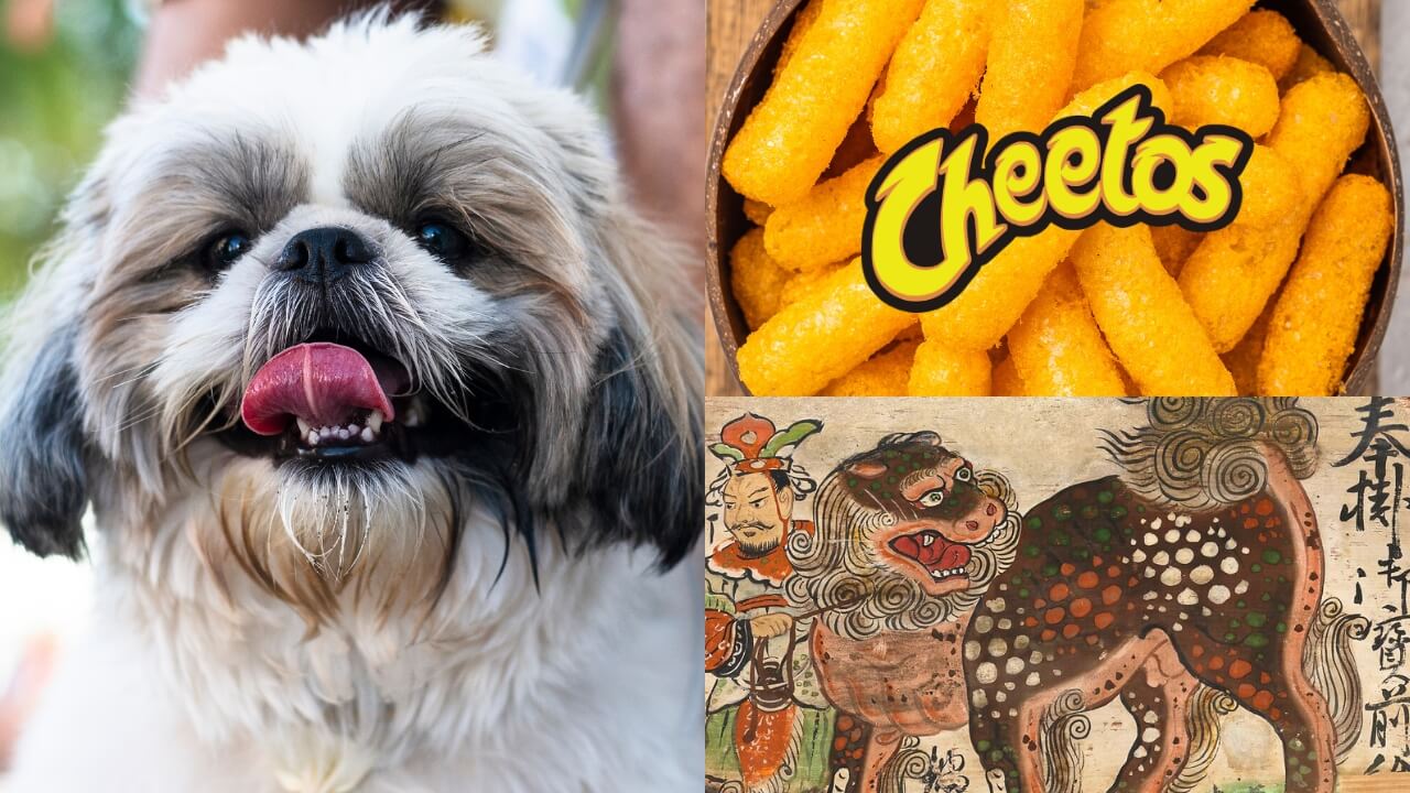 Colagem com 3 fotos: uma do cachorro shih tzu, outra do salgadinho "Cheetos" e outra de uma arte de um leão da China Imperial