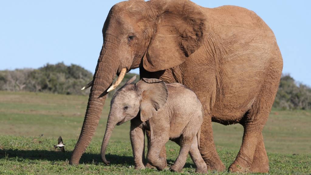 Qual é o feminino de elefante?