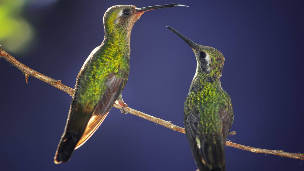 Dois beija-flores posando em galho