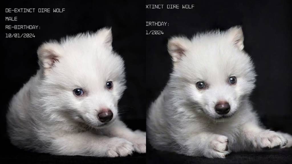 Quem foram Rômulo e Remo, que inspiraram os nomes dos lobos-terríveis recriados?