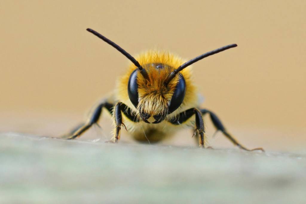 Qual é o masculino de abelha?