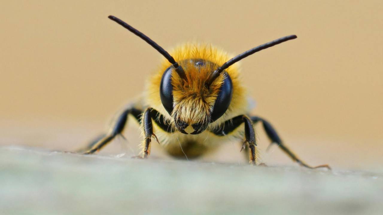 Close-up em abelha