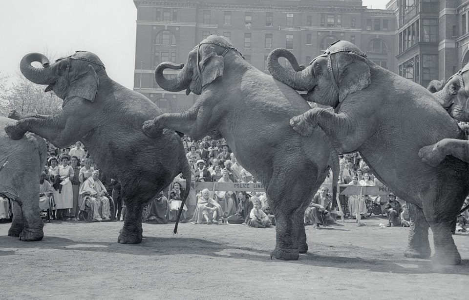 Qual o coletivo de elefante?