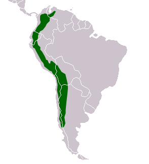 Mapa da Am&eacute;rica do Sul com a cordilheira dos Andes destacada em verde ao longo da por&ccedil;&atilde;o ocidental do continente, desde o norte da Venezuela at&eacute; a regi&atilde;o sul de Chile e Argentina.