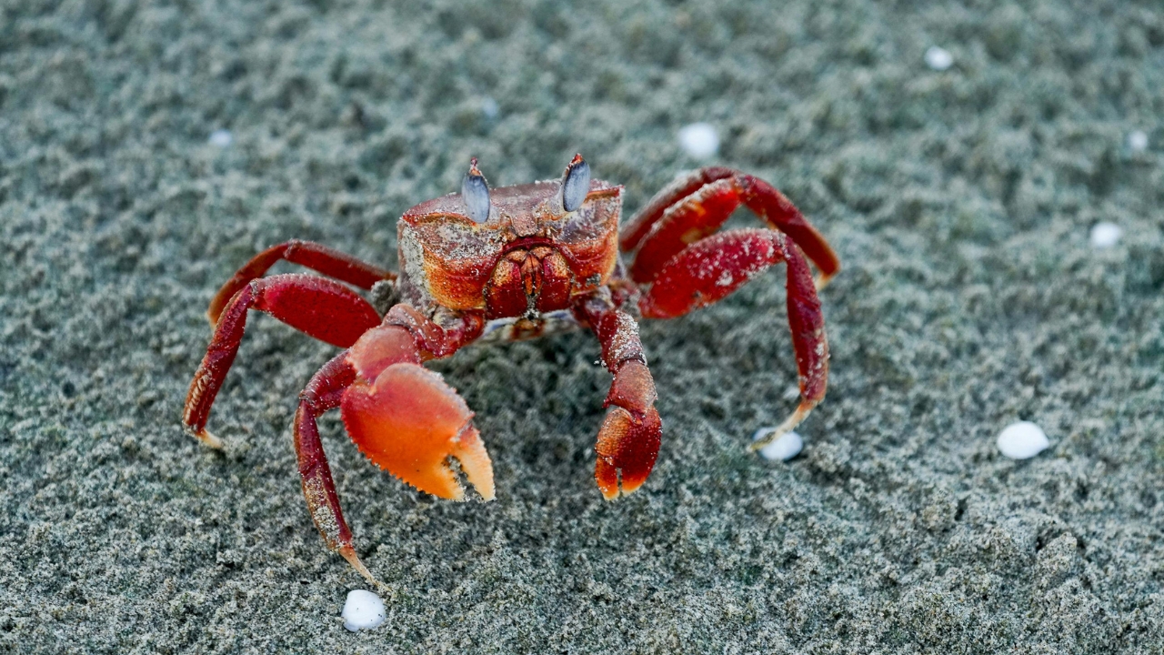 caranguejo