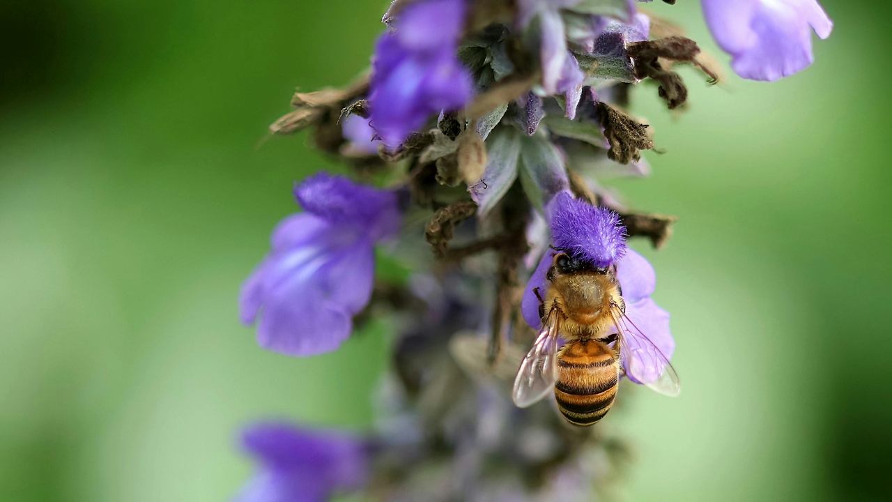 a propolis ou o propolis