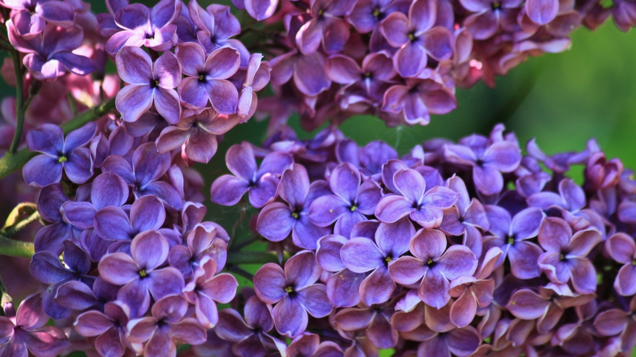 qual o plural de lilas